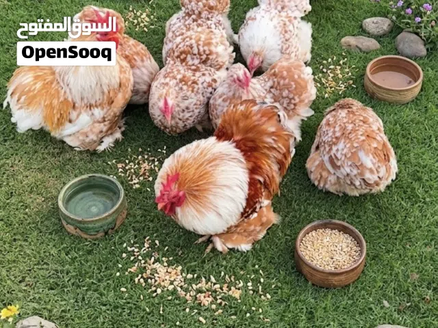 متوفر انتاجات الكوشن القزم من افخم واجمل سلالات دجاج الزينة