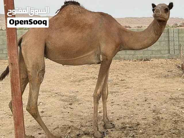 ناقة مدني بصحه و الحمدلله
