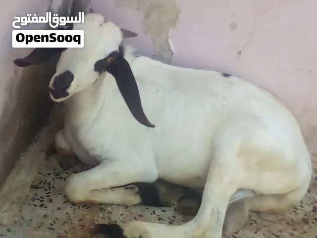 فحل اكحل السعر 65 الف يمني