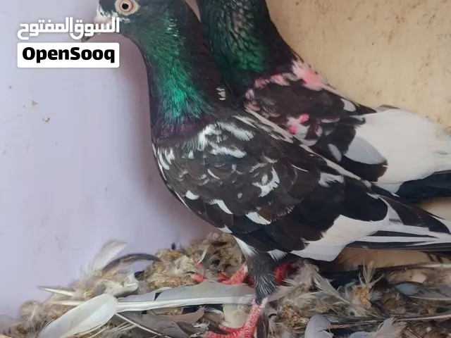زوجين للبيع باكستاني سيت والا  رام بوري