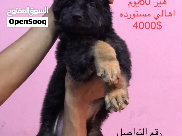 جراوي جيرمن شيبرد لونج هير
