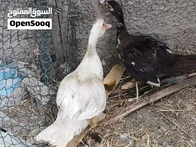 بط مصري ذكر و انثى