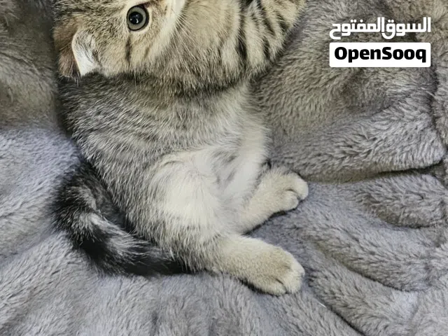 Scottish fold- سكوتش فولد