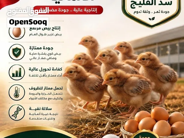 صيصان دواجن لوهمان البني الأصلية المستوردة