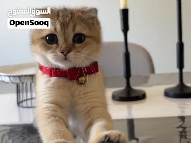 قط مع جميع ملحقاته