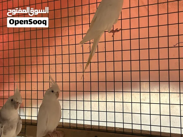 متوفر توصيل
