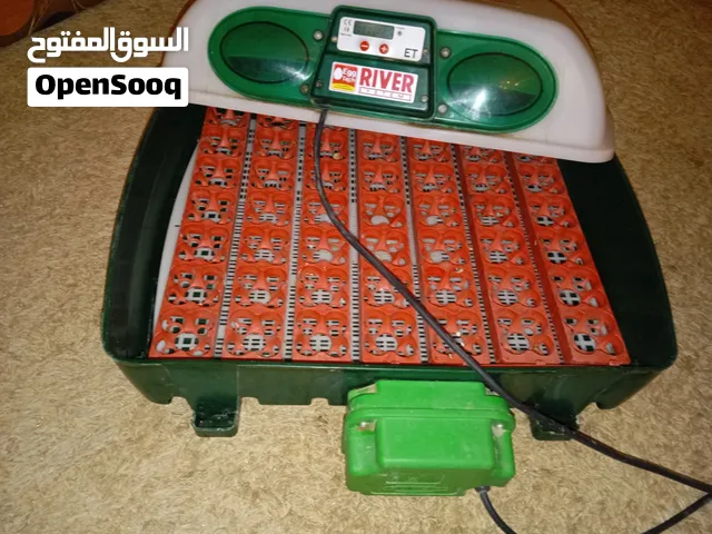 فقاصة ايطاليا