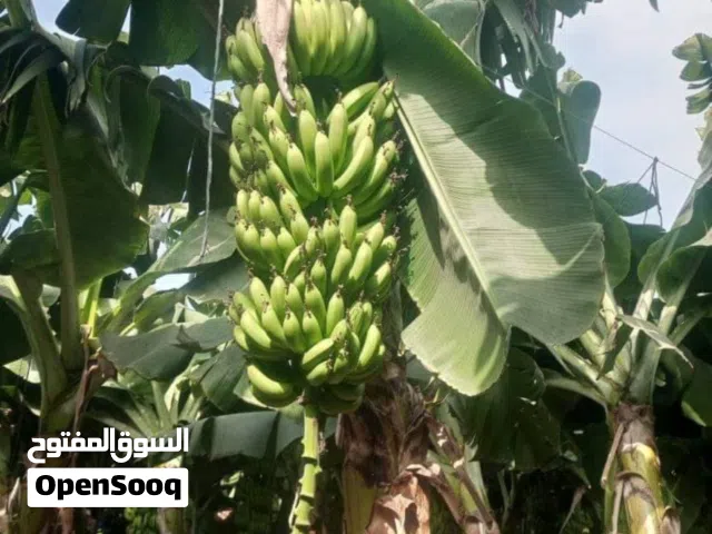 شتل موز نوعيه ممتازه للبيع