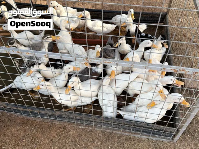Cute and Healthy Ducks for sale