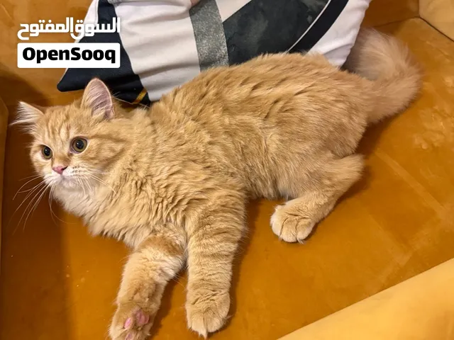 شانشيلا ذكر 6 شهور مطعم ومعقم للتبني