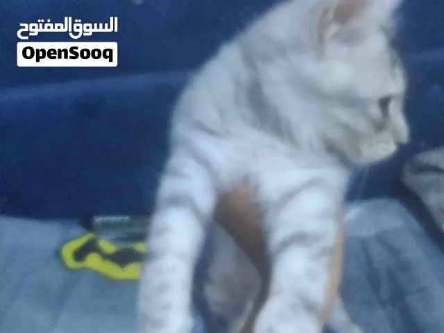 قط لتبني ببلاش