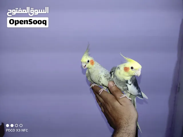 كوكتيل وبادجي