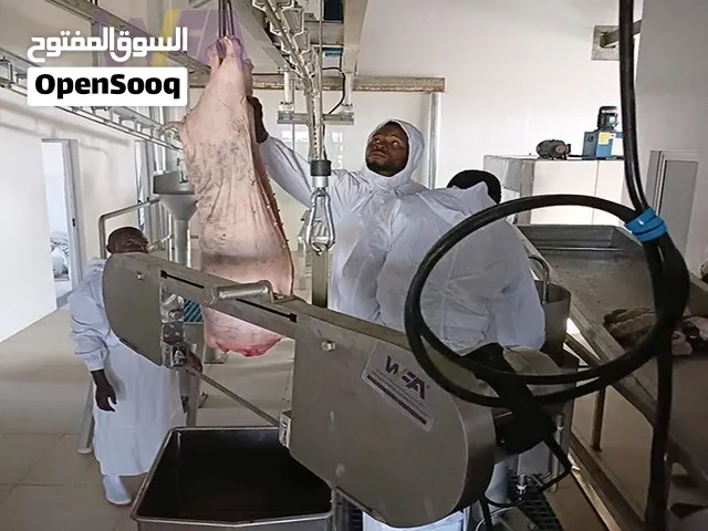 منشار قص العجول للبيع