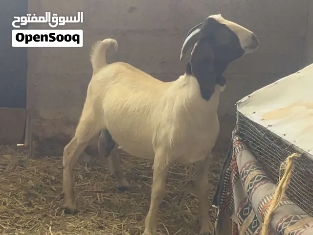 فحل  بورقيت مستوى راقي