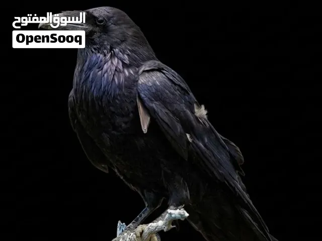 غراب للبيع