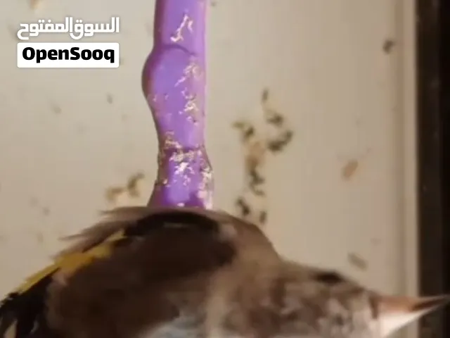 متاح فرخ حسون طير حب حبات بصلاه على النبي في فيديو لفرخ الحسون وهو ببتبت