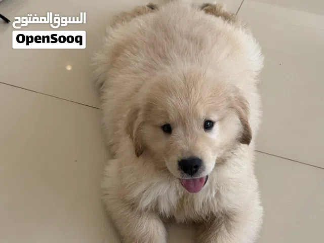 قولدن ريدريفر  جراوي