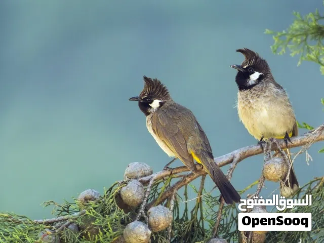 بلبل ماليزي + زوج بلبل هملايا + انثى بلبل فايتر وحشيات كلهن ولكن صيد قديم