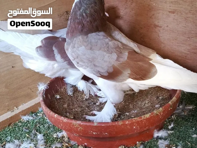حمام للبيع