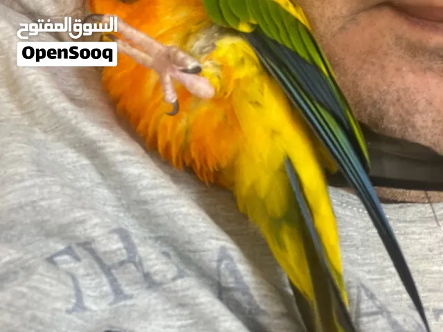 للبيع صن كنيور ربوة