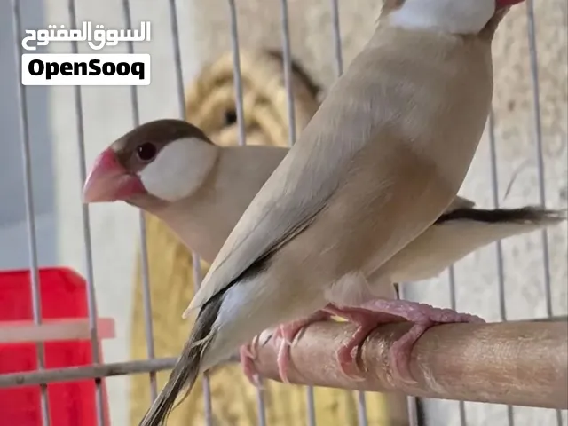 سلام عليكم زوجين جاوه عسلي درجه اولى