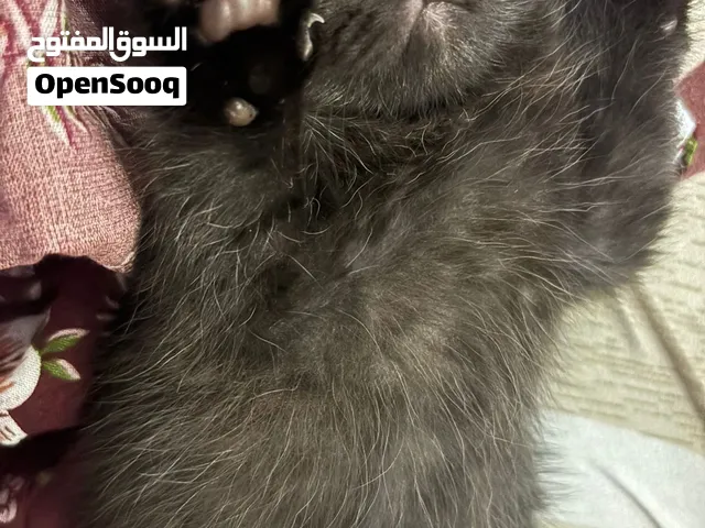 قطّتان صغيرتان من سلالة سكوتش فولد البانثر (Scottish Fold Panther) الأصيلة