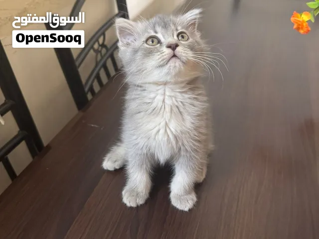 قط ذكر سكوتش فولد (تم البيع)