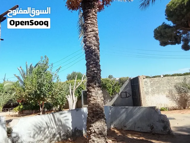 نخل ربي يبارك