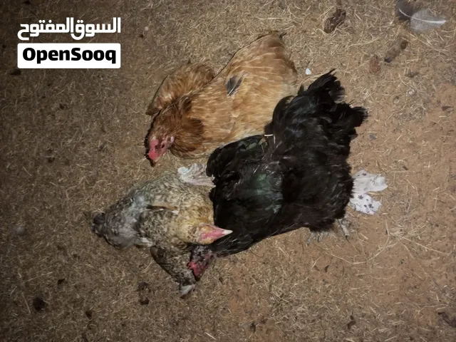 دجاج عربيي