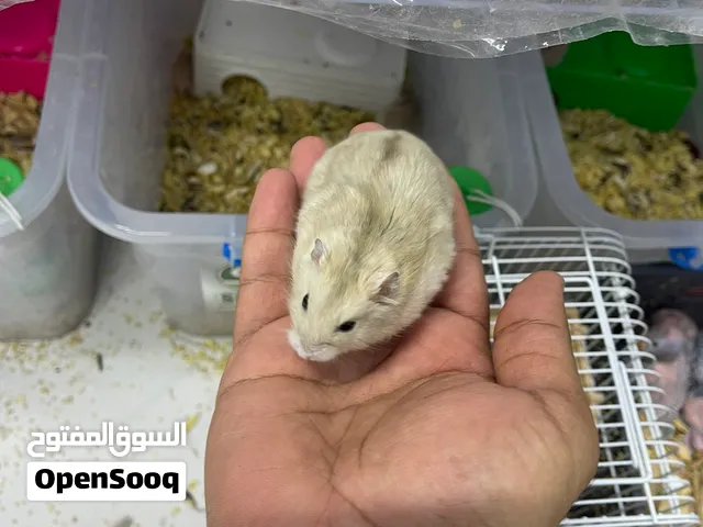 هامستر روسي القزم