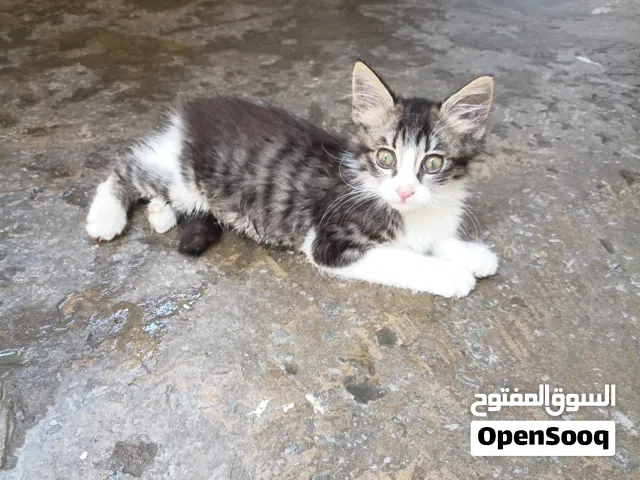 تبني دكر عمر 3 شهور