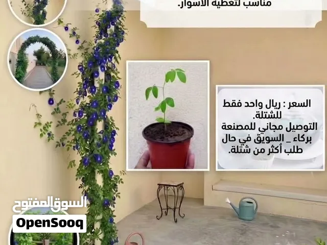 نوفر لكم : (شتلات الشاي الأزرق المتسلقة )
