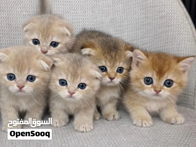 Cat for sell