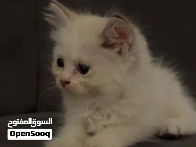 قطة عمر سهر ونص ام راغ دول والاب امريكي  لونها جميل تبارك الله اقرا الوصف التواصل ع خاص