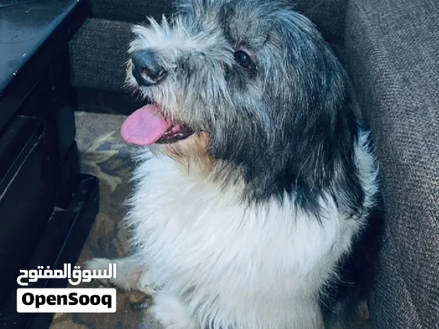 كلب فرنسي مالتيز للبيع
