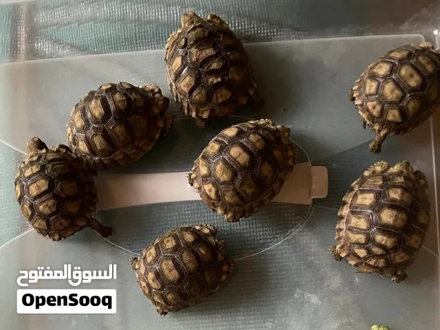 سلاحف سلكاتا الحبة ب 200