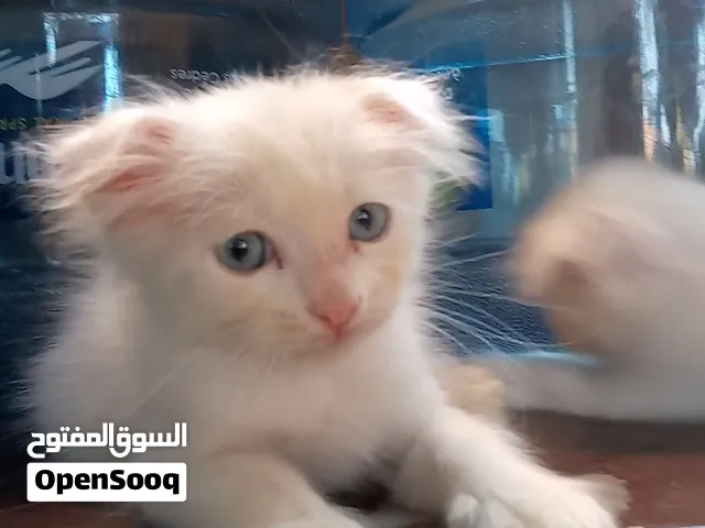 A very cute fold-eared kitten- boy is waiting for its new home