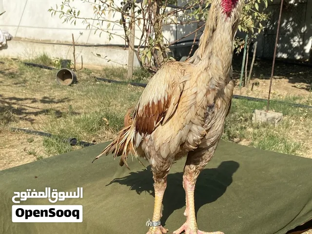 ديك فارسي من انتاجي