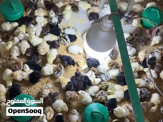 صيصان مهجنات عماني فرنسي