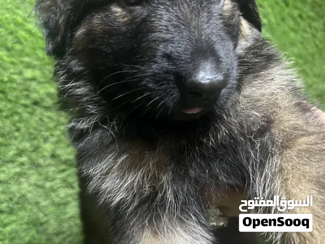 German Shepherd puppies