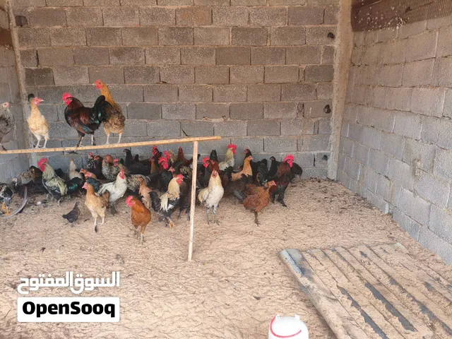دجاج عربي يدحي وحجم ونضافة ربي يبارك