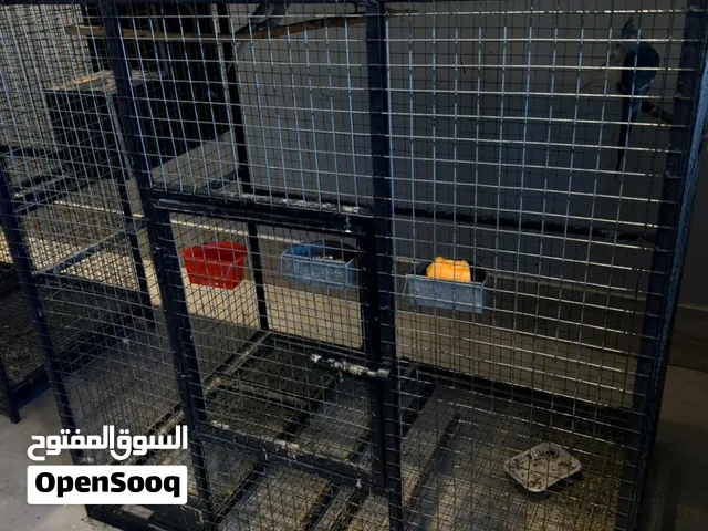 بغبغاء كوكتيل
