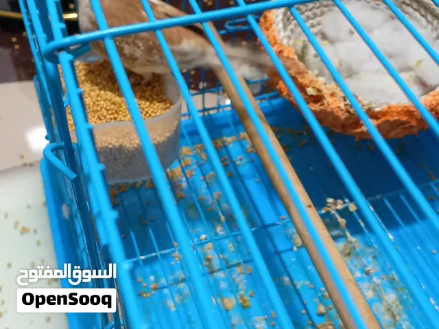 حمام ملكي فحل النثية ماتت وبقى الفحل الي يحب يستفسر يجي خاص