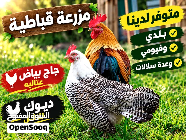 متوفر لدينا بيض ودجاج وديوك وصيصان وفراخ بلديات.