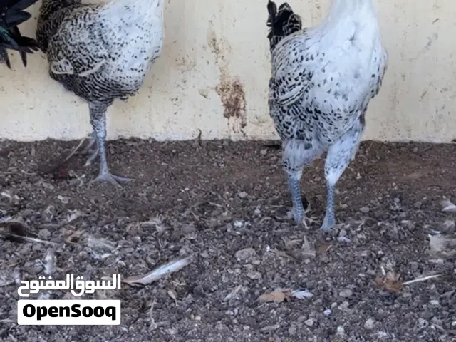 دجاج الفيومي