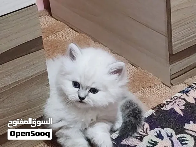 قطط شيرازي وهيمالايا عمر شهر ونص و شهرين ذكور وإناث نظيفين وأليفين