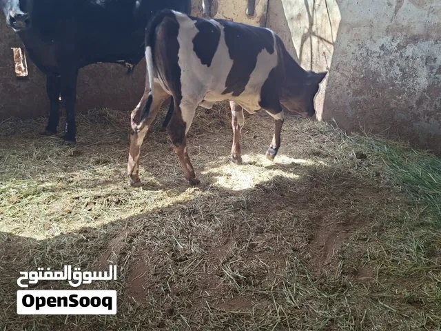 عجلة  عمرها تقريبا 6 أشهر مولودة  تاريخ 2/2/26 ع 400 والكبيرة أمها ب 800مع بعض ع 1200