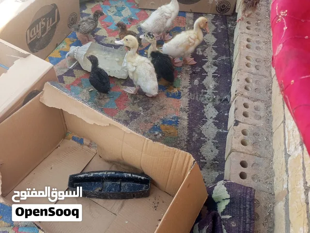 بشه ودجاج اسباني