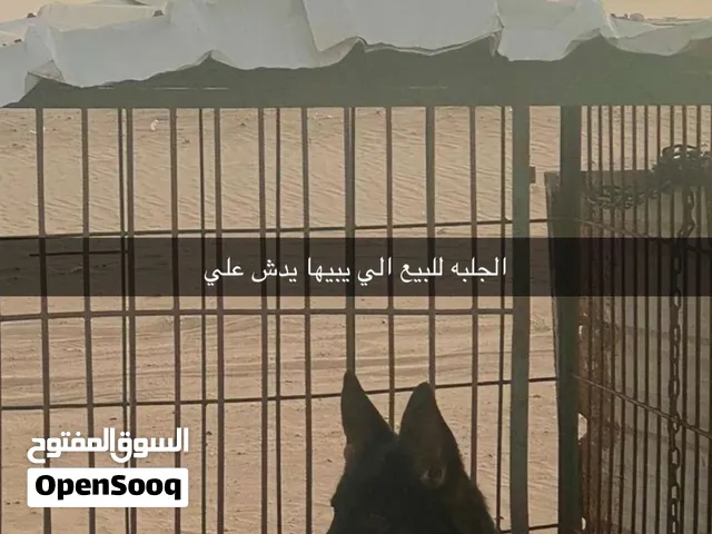 للبيع سيبل العمر سنه حط سعرك وشيلها