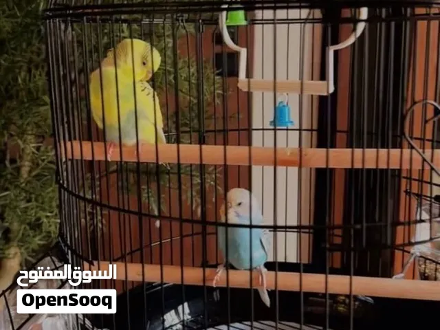 طيور بادجي للبيع زوج